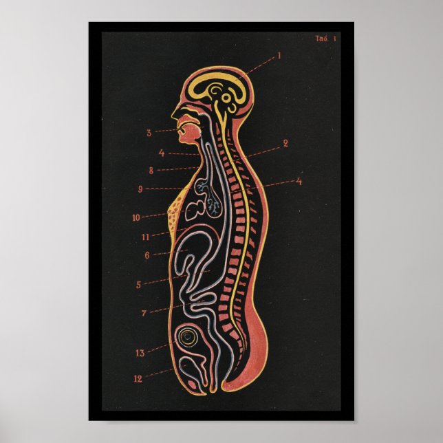 Poster Imprimer l'anatomie humaine vintage (Devant)