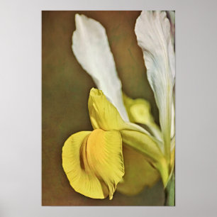 Poster Imprimer l'art photographique Fleur de Jaune Iris