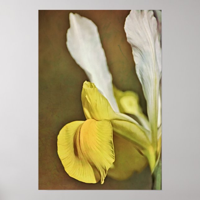 Poster Imprimer l'art photographique Fleur de Jaune Iris (Devant)