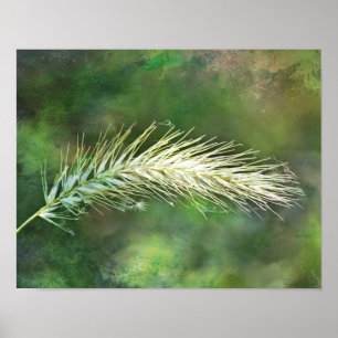 Poster Imprimer l'art photographique Foxtail vert