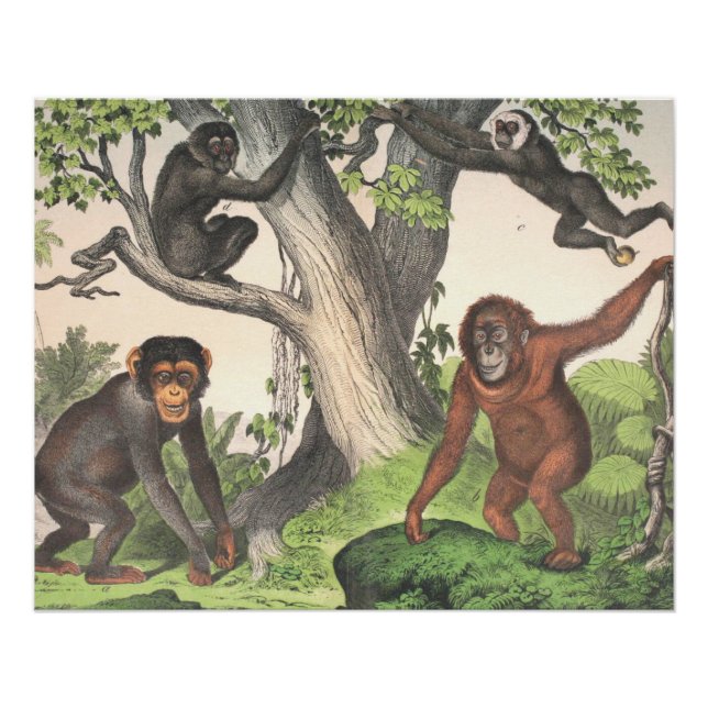 Poster Imprimer les anciens singes (Devant)