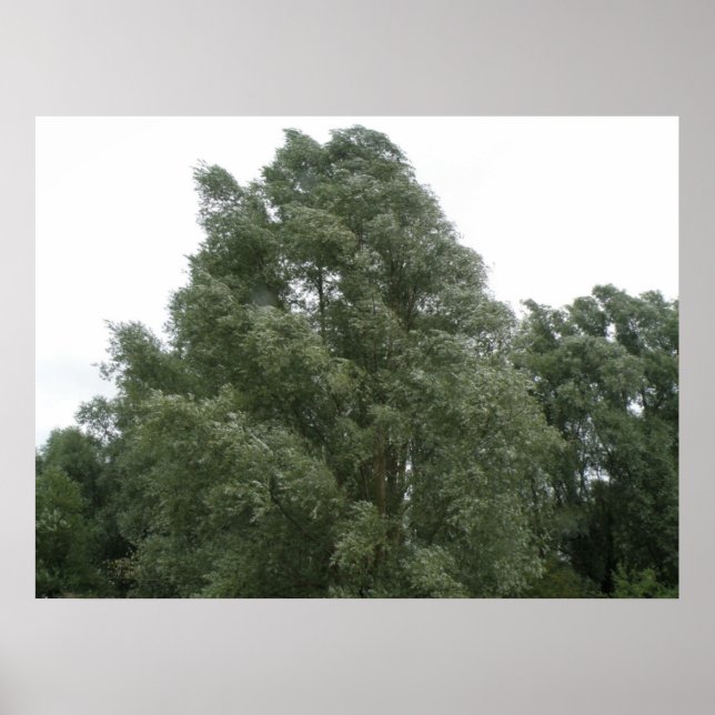 Poster Imprimer les arbres (Devant)