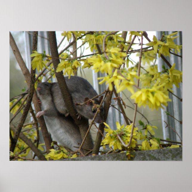 Poster Imprimer les boudins ratés (Devant)