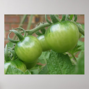Poster Imprimer les tomates vertes