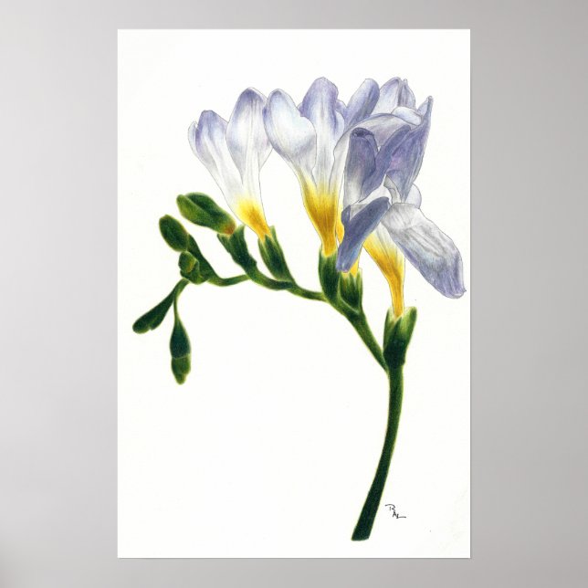 Poster Imprimer Mauve Freesias (Devant)