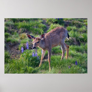 Poster Imprimer Mountain Deer et Lupine