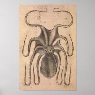 Poster Imprimer Octopus vintage Illustration de la vie ma