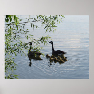 Poster Imprimer Oies sauvages