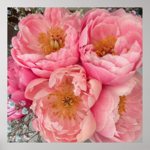 Poster IMPRIMER Peonies I (30"x30")