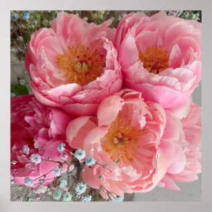 Poster IMPRIMER   Peonies II (30 po x 30 po)