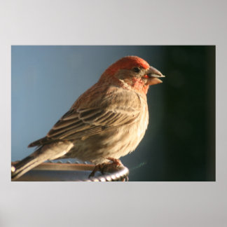 Poster Imprimer photo d'oiseau de Finple
