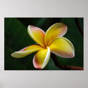 Poster Imprimer : Plumeria #3
