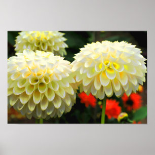 Poster Imprimer Pom Pom Dahlias