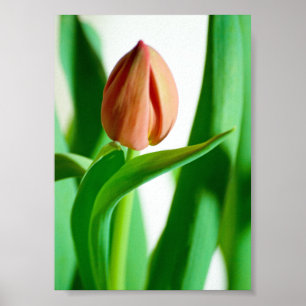 Poster Imprimer Tulipe de lala