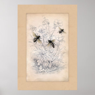 Poster Imprimerie d'abeilles de miel vintage
