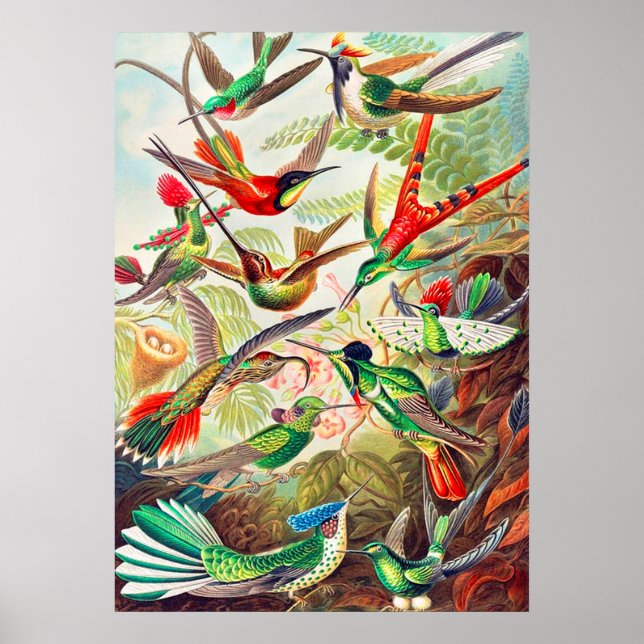 Poster Imprimerie de colibris 1904 (Devant)