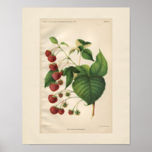Poster Imprimerie vintage Royal Church
