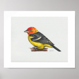 Poster Imprimerie Western Tanager
