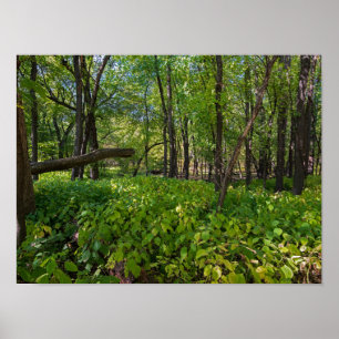 Poster in the forest at fort snelling state park
