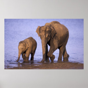 Poster Inde, parc national de Nagarhole. Eléphant d'Asie