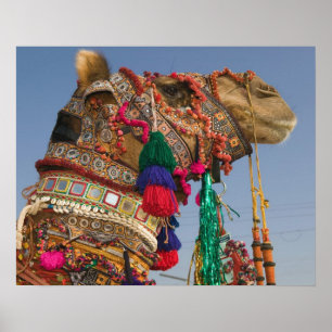 Poster INDE, Rajasthan, Pushkar : FOIRE AUX CHAMEAUX DE P