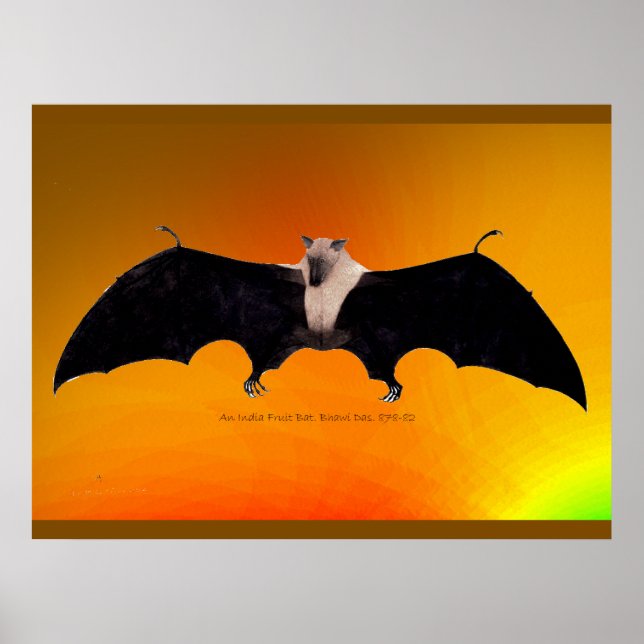 Poster Indian Fruit Bat (Devant)