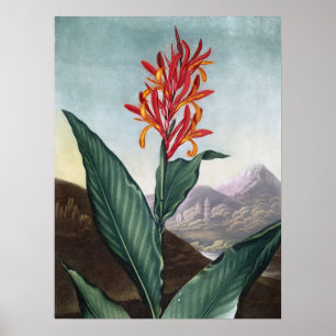 Poster Indian reed, Antique Print par Robert John Thornto