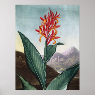 Poster Indian reed, Antique Print par Robert John Thornto