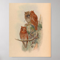 Indian Scops Ows Brown Vintage Bird Art Imprimer