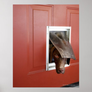 Poster Indicateur allemand regardant dehors, par le