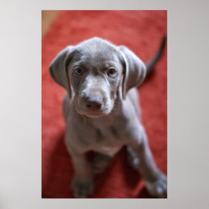 Poster Indicateur d'une chevelure rugueux slovaque 2
