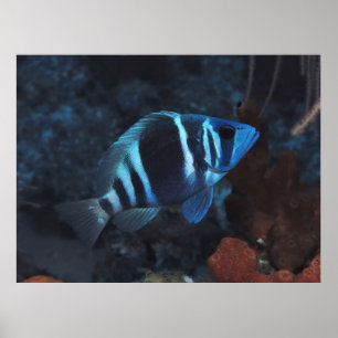 Poster Indigo Hamlet