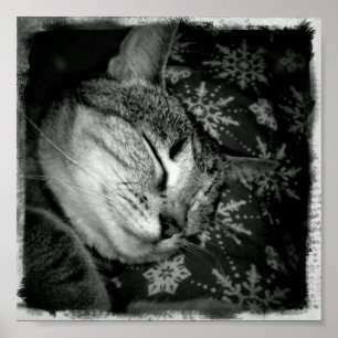 Poster Indigo souriant B+W