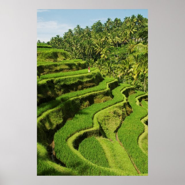 Poster Indonésie, Bali | Rizières (Devant)