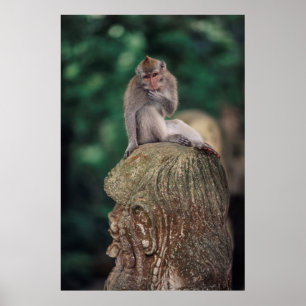 Poster Indonésie, Bali, Ubud, Macaque à queue longue 2