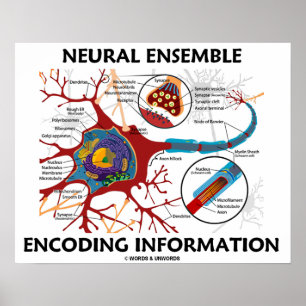 Poster Informations sur l'encodage d'ensemble neuronal