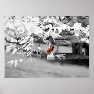 Poster Infrarouge cardinal