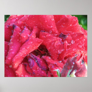 Poster Ingrid Bergman Hybrid Tea Rose 038