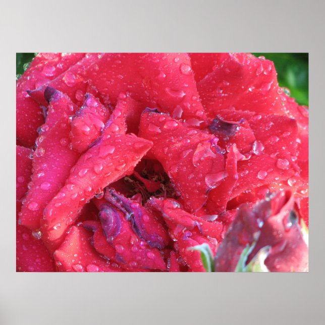 Poster Ingrid Bergman Hybrid Tea Rose 038 (Devant)