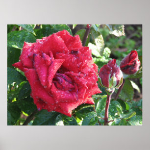 Poster Ingrid Bergman Hybrid Tea Rose and Buds 036