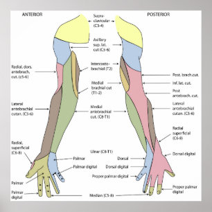 Poster Innervation cutanée du membre supérieur du système