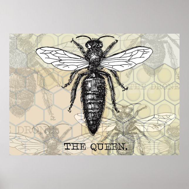 Poster Insecte de bogue de l'illustration de l'abeille re (Devant)