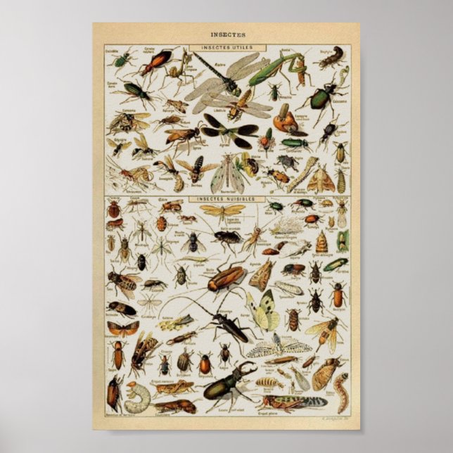 Poster Insecte l'enseignement vintage (Devant)