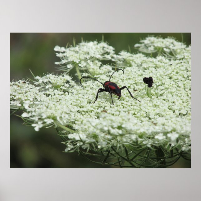 Poster Insecte sur fleurs d'Elderflower (Devant)
