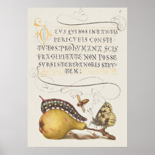 Poster Insectes de jardin, mouche, chenille, poire, mille