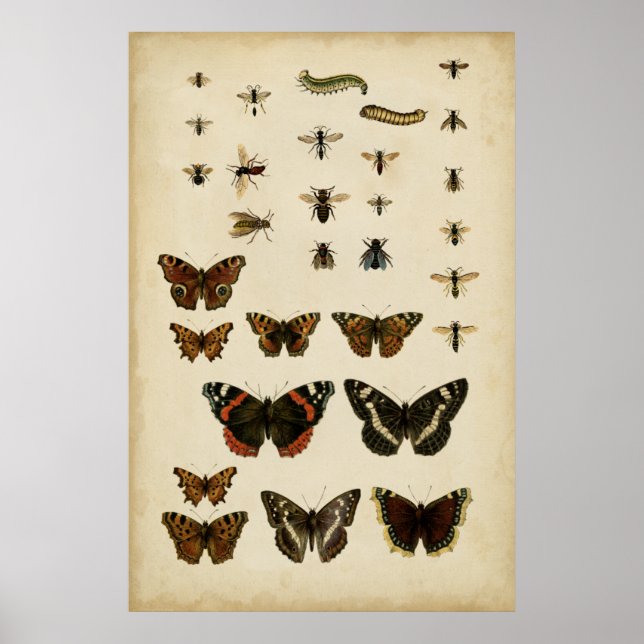 Poster Insectes de jardin par Vision Studio (Devant)