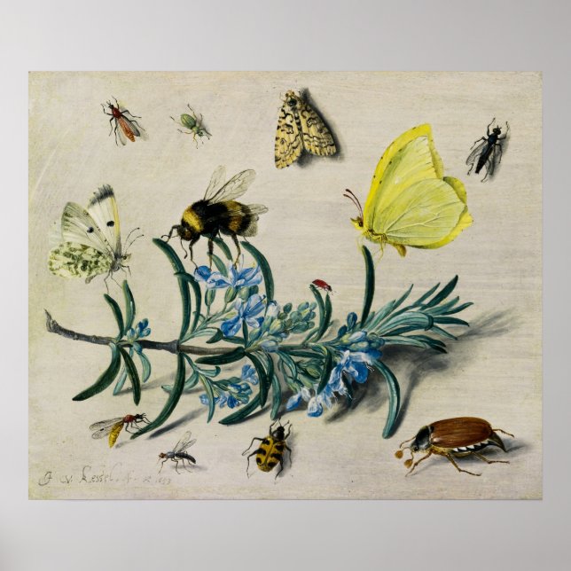 Poster Insectes par Jan van Kessel l'Ancien (Devant)