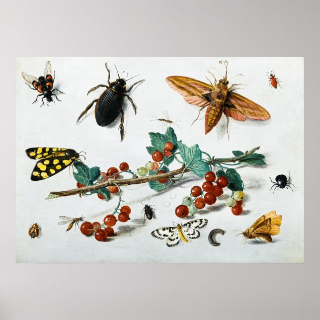 Poster Insectes par Jan van Kessel l'Ancien (Devant)
