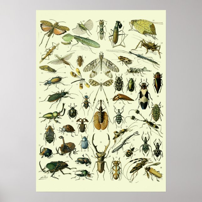 Poster Insectes Vintage (Devant)
