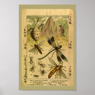 Poster Insectes vintages de dragon Histoire naturelle Imp